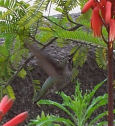 Hummingbird